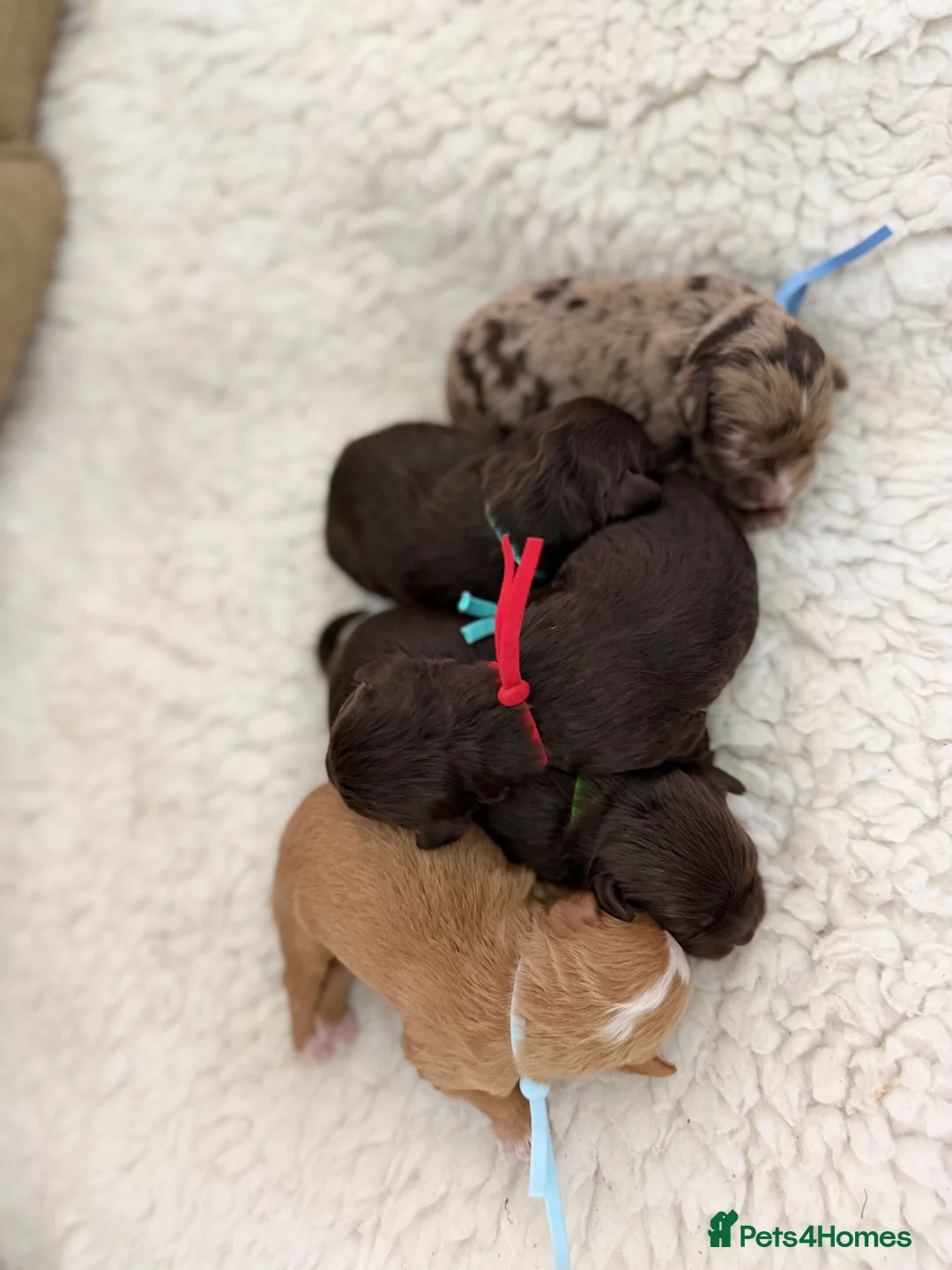 Cavapoo dogs for sale: F1 E ** tensively health tested cavapoos  - Advert 7