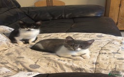 Mixed Breed cats for sale: Ready for new home!  - Image 10