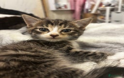 Norwegian Forest Cat cats for sale: Beautiful fluffy kittens - Image 14