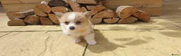 Welsh Corgi Pembroke dogs for sale: 8 Beautiful Kc Welsh Corgi puppies ready soon... - Advert 15