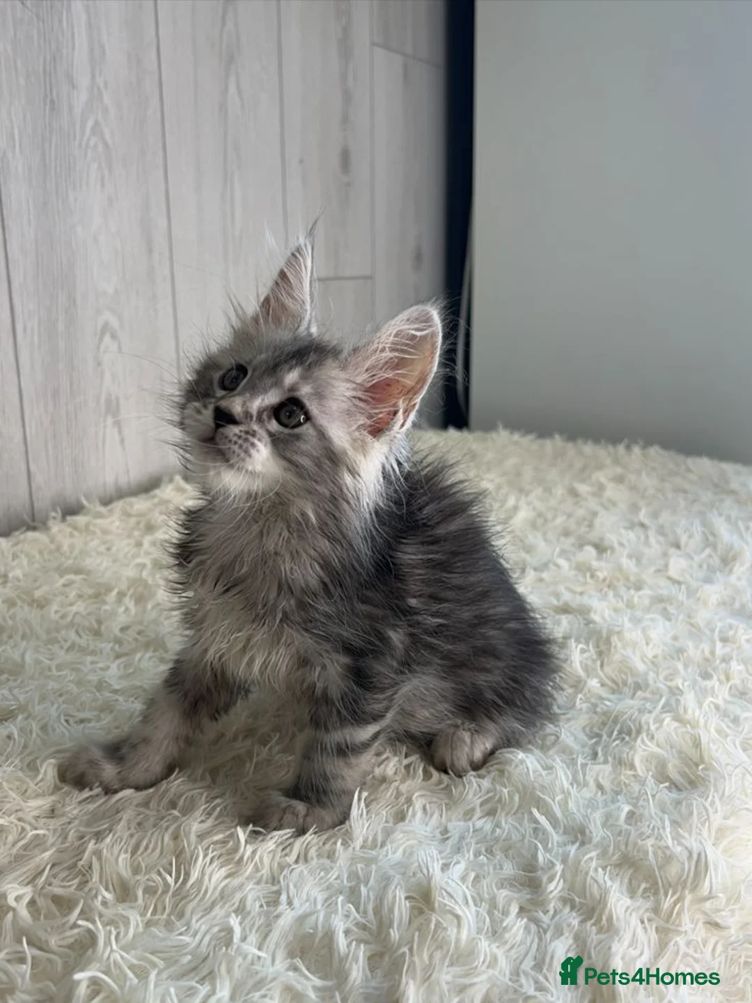 Maine Coon cats for sale: Beautiful Maine Coon Kitten in Swansea - Advert 2