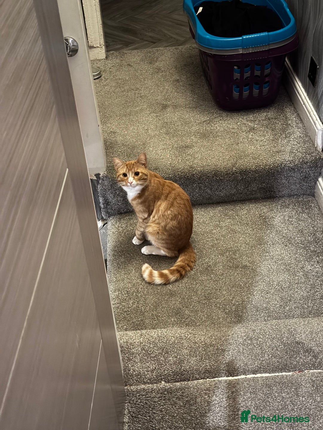 Bengal cats for sale: Ginger cat MUST GO QUICK - Advert 2