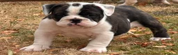 Olde English Bulldogge dogs for sale: 🐾2 Olde English bulldog puppies left 🐾 - Advert 12