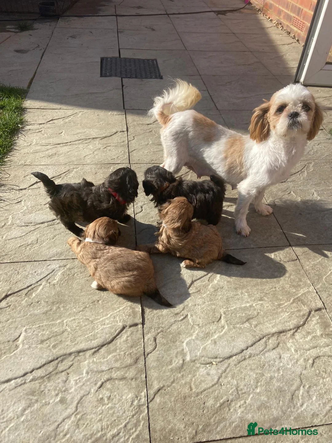 Shihpoo dogs for sale: Shihpoo puppies  - Advert 1