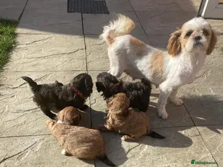 Shihpoo dogs Shihpoo puppies - Advert 2