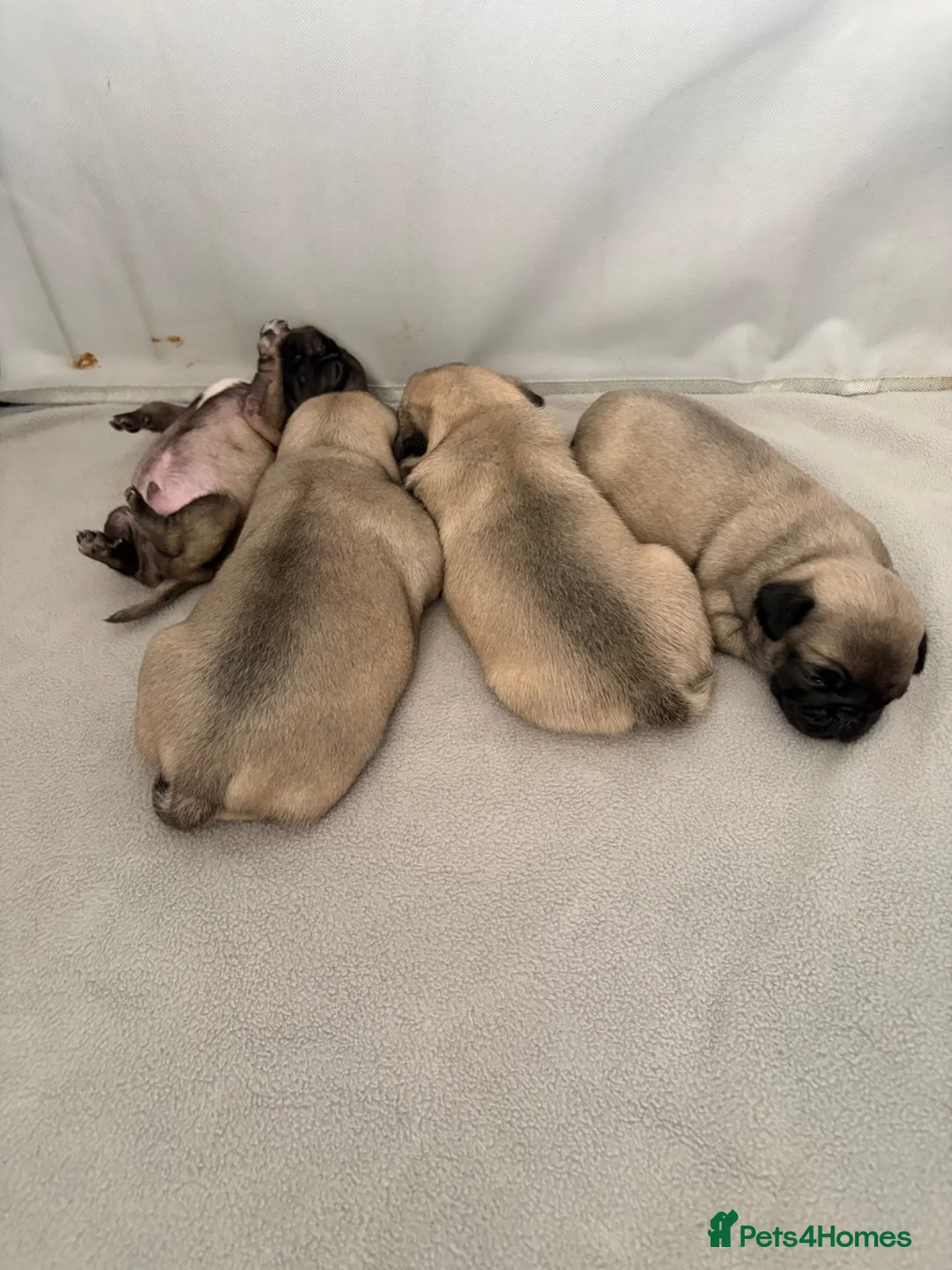 Pug dogs for sale: Little runt  - Advert 8