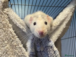 Rat rodents for sale - Advert 1