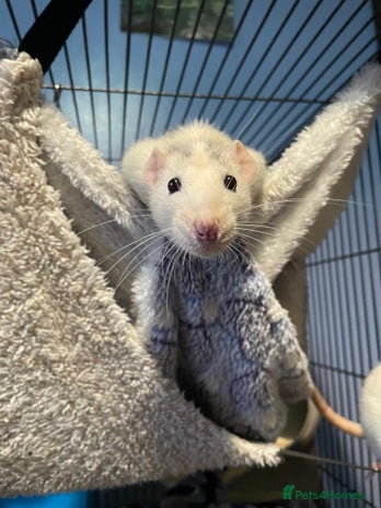 Rat rodents - Advert 1