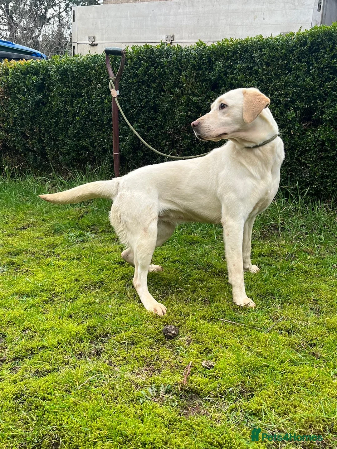 Labrador Retriever dogs for sale: stunning 11 month old labrador girl/ Your bestie in Bishop Auckland - Advert 6