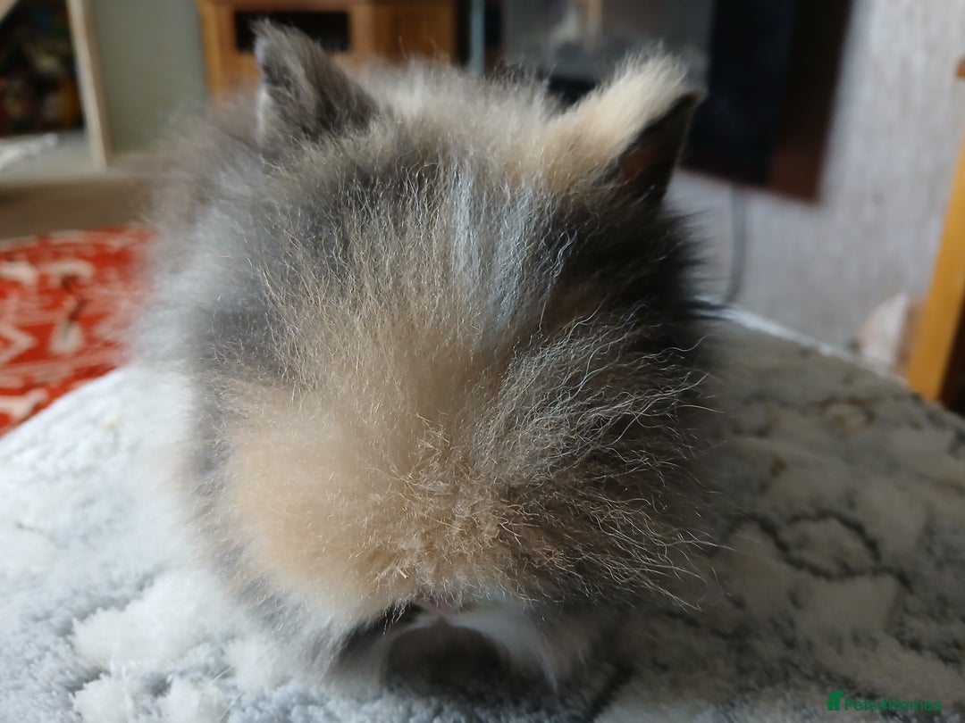 Lionhead rabbits for sale: Stunning DM Lionhead baby rabbits  - Advert 2