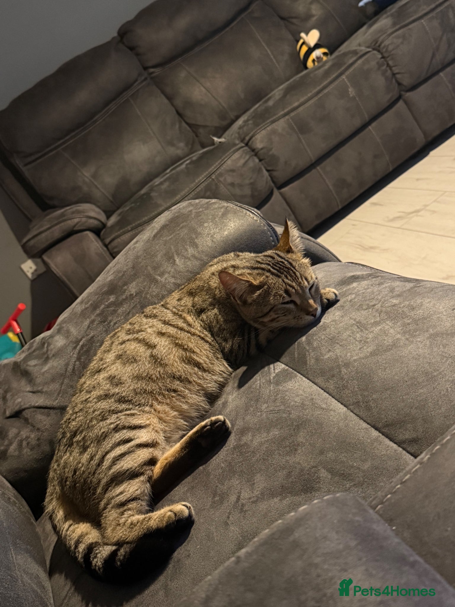 Bengal cats for sale: Cute Tabby/bengal kitty Looking for a Loving Home! - Advert 1