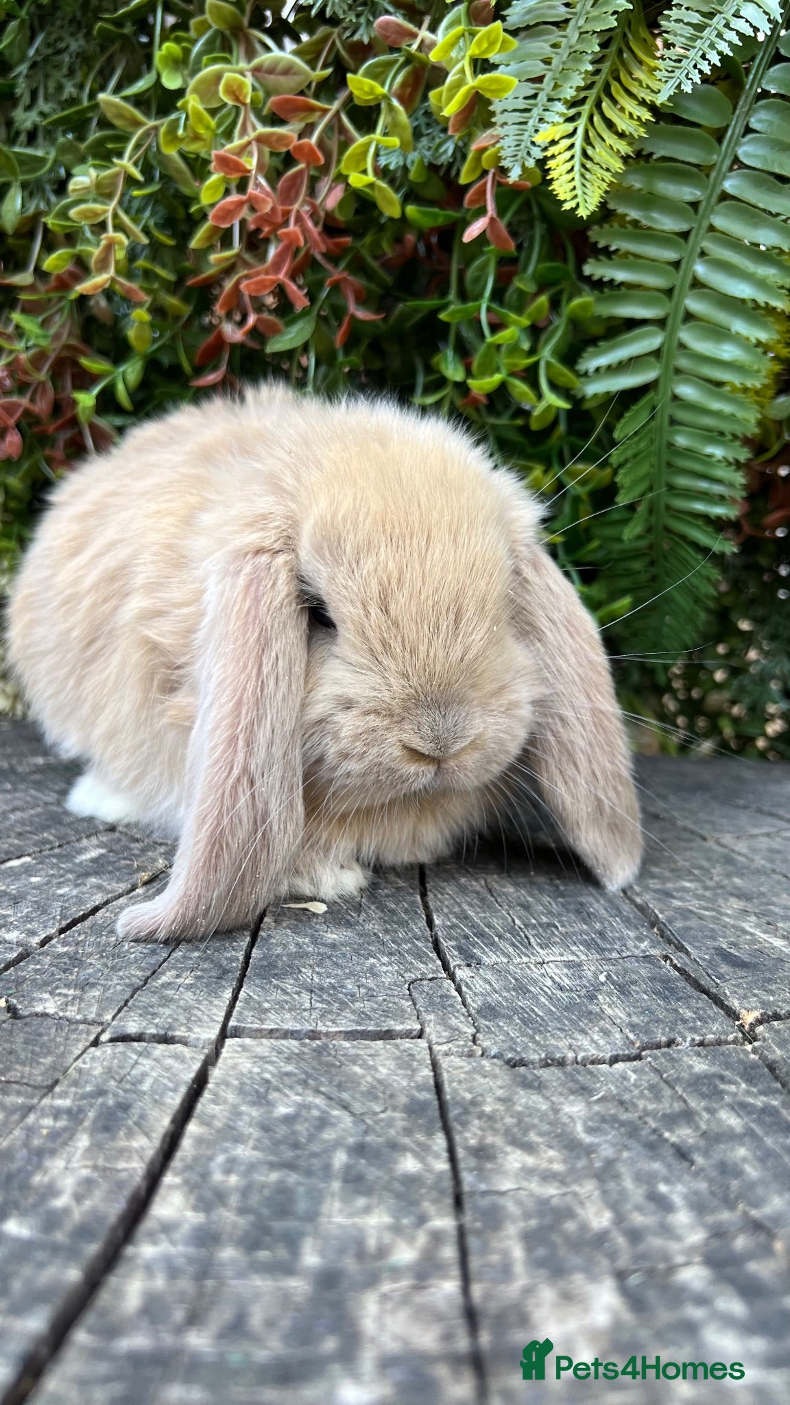 French Lop rabbits Quality pedigree French Lops - Advert 1