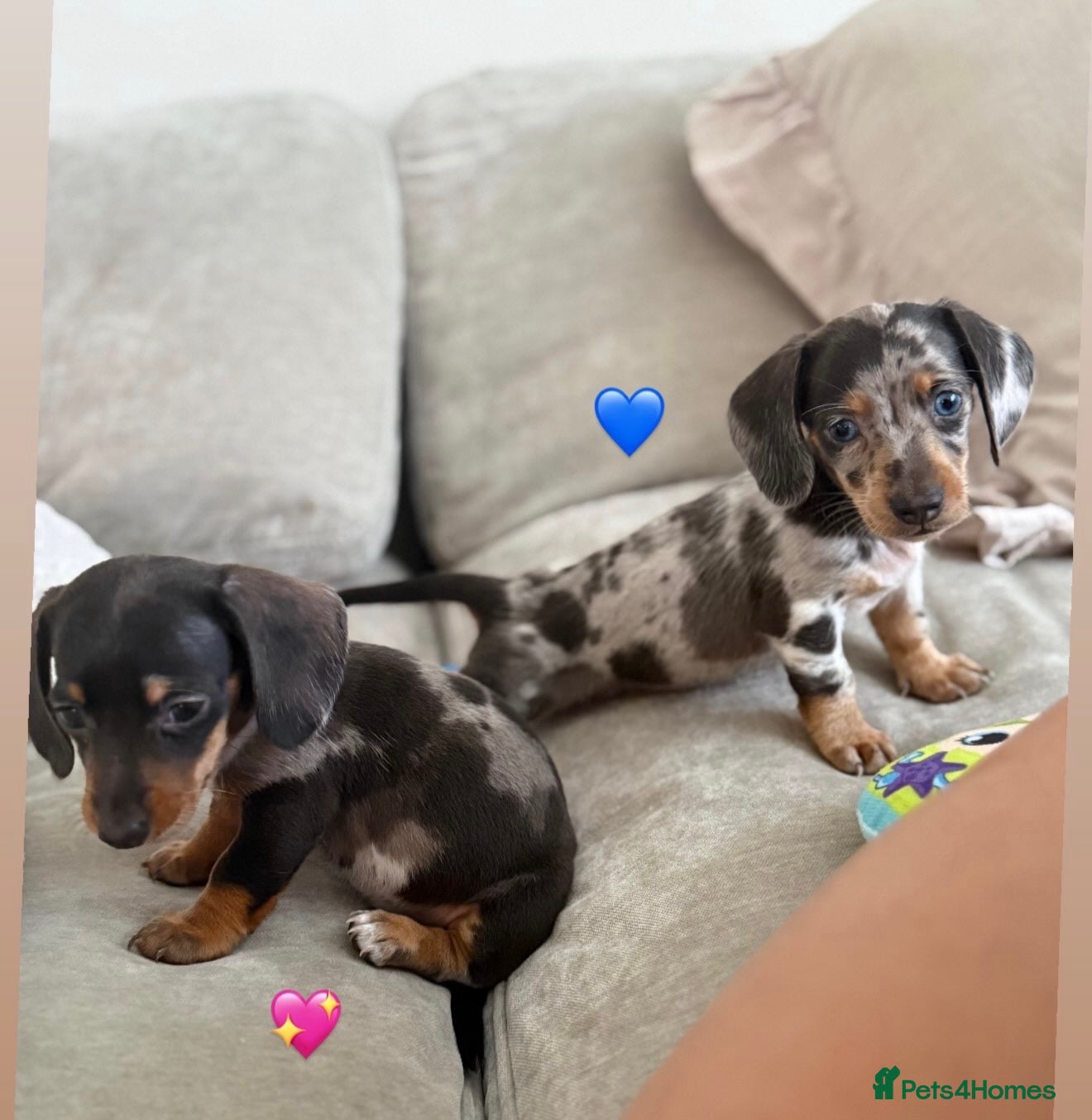 Miniature Dachshund dogs EXTREME CUTENESS! MINIATURE DACHSHUND PUPPIES ❤️🤍 - Advert 7