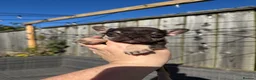 French Bulldog dogs for sale: HEALTH TESTED QUALITY FRENCH BULLDOG PUPPIES - Advert 27