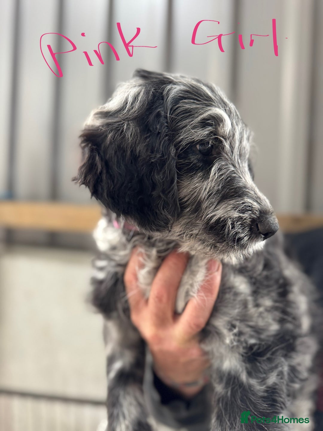 Goldendoodle dogs for sale:  F1b golden doodle puppies ready to go.  in Llandeilo - Image 7