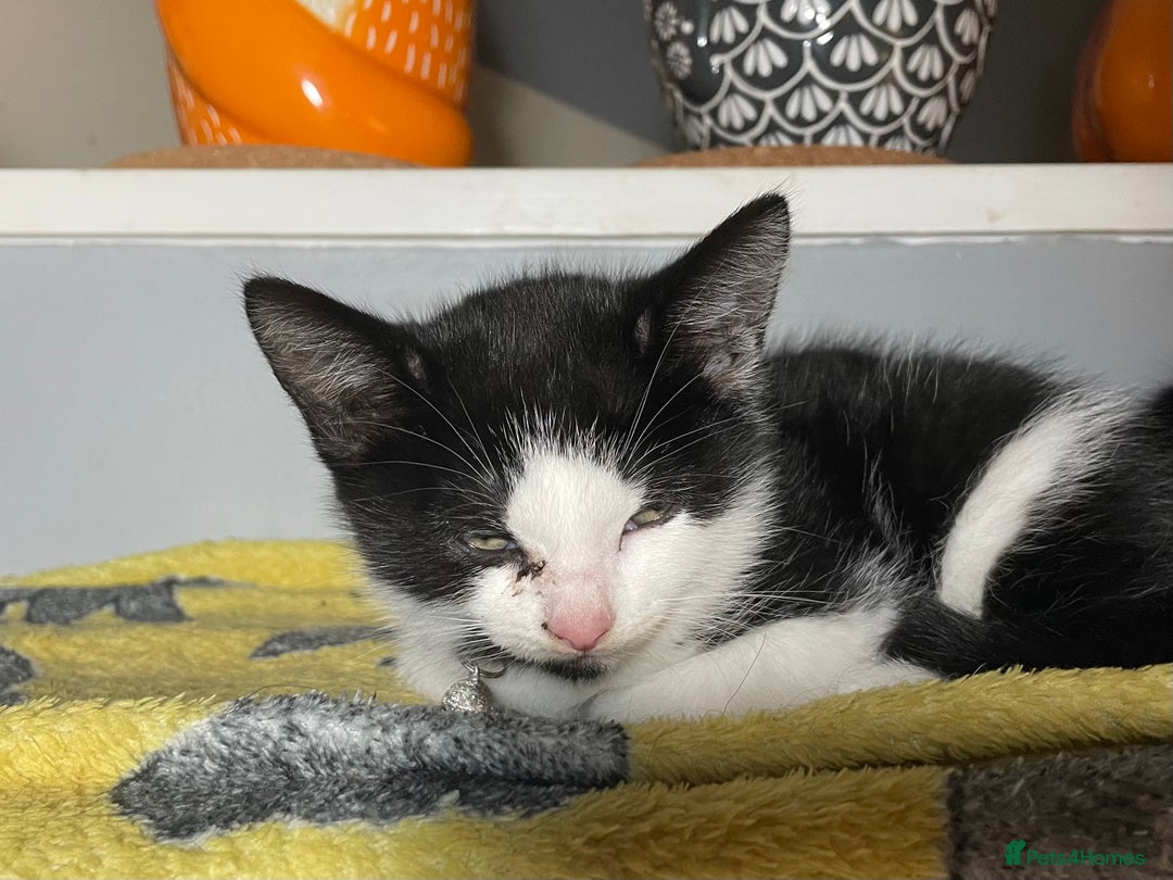 Mixed Breed cats for sale: Three energetic kittens: Noodle, Peanut and Daisy - Advert 32