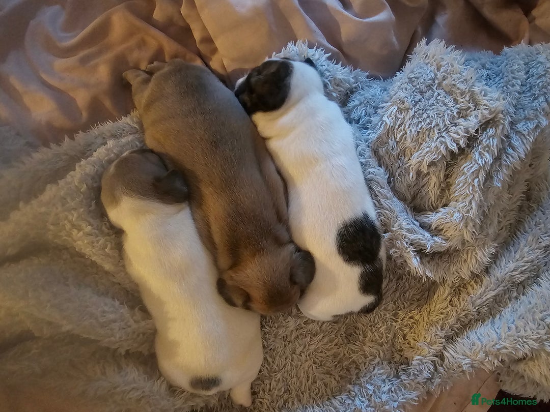 French Bulldog dogs for sale: 3 female french bulldog puppies - Image 5