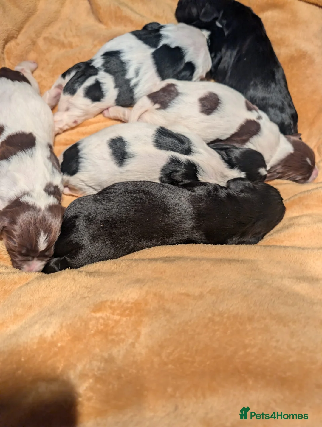 Sprocker dogs for sale: Beautiful F1 Sprocker Puppies - Advert 2