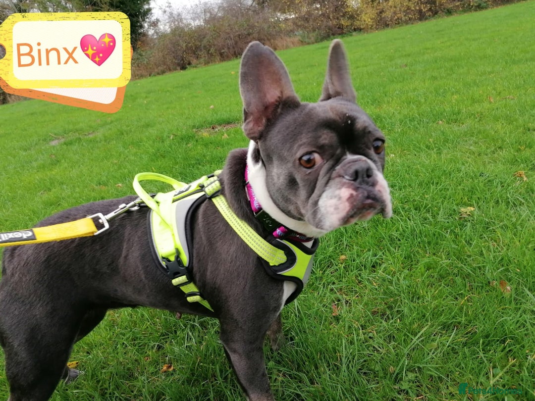 Mixed Breed dogs for adoption: ❤️Binx - 3 yo Frenchie x Boston terrier girl ❤️ - Image 5