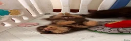 Pomeranian dogs for sale: SUPER FLUFFY Pomeranians ready to leave NOW - Advert 20