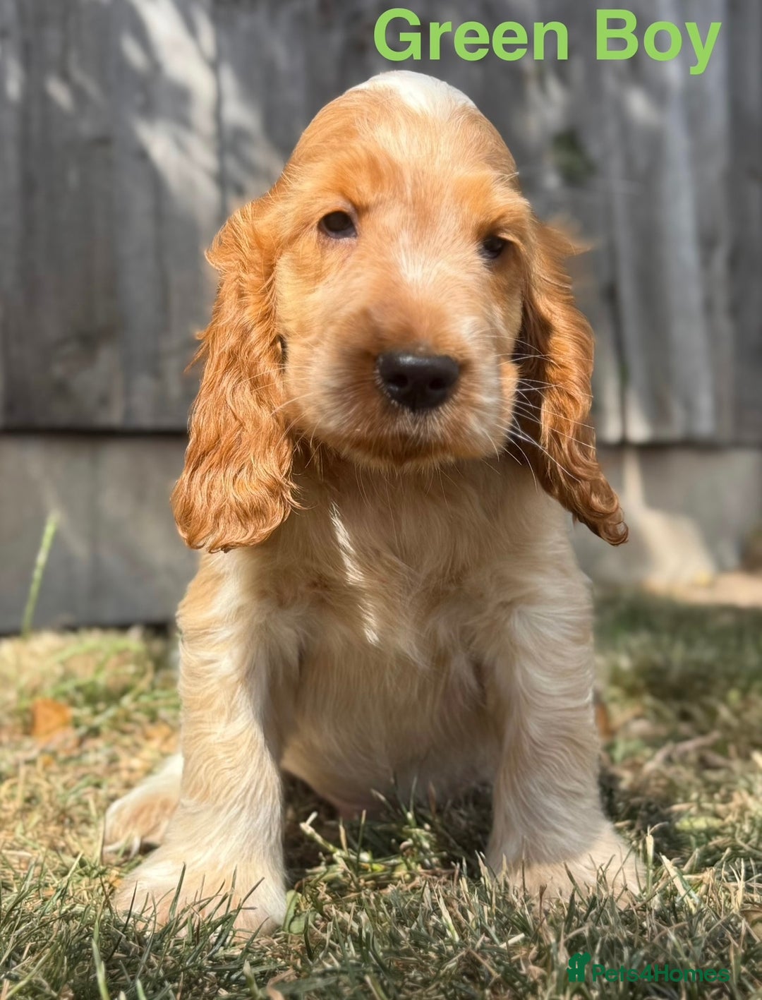 Cocker Spaniel dogs for sale: Last boy! Top quality show-type Cocker Spaniels! in Leicester - Image 15