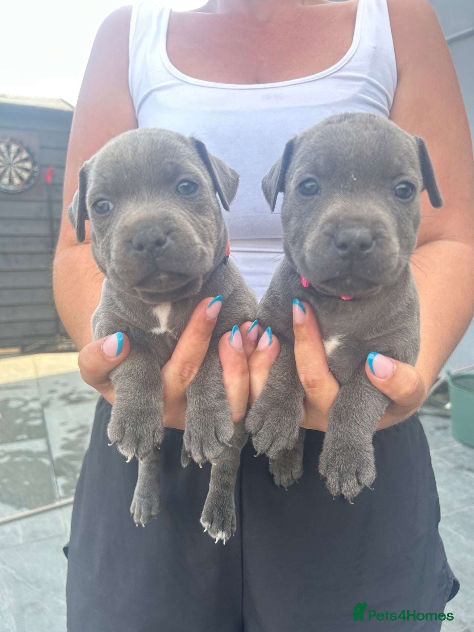 Staffordshire Bull Terrier dogs Staff puppies 2 left  - Advert 1