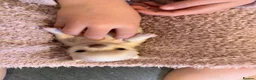 Chihuahua dogs for sale: Gorgeous litter of long hair chihuahuas  - Advert 19