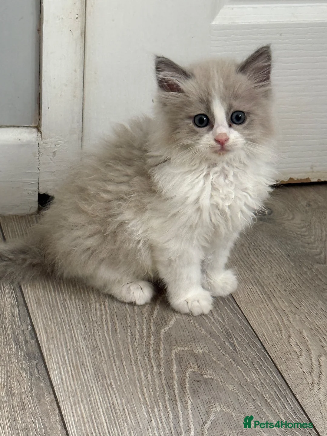 Ragdoll cats for sale: 4 ragdoll kittens - Advert 17