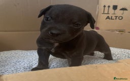 Staffordshire Bull Terrier dogs for sale: Staffy Brindle Black Boy London Staffordshire - Image 5