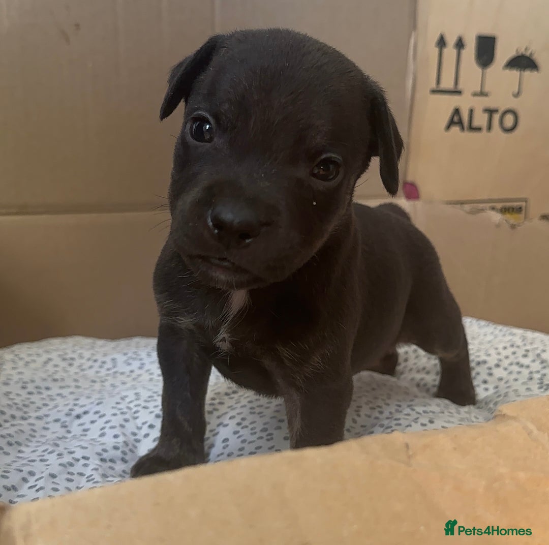 Staffordshire Bull Terrier dogs for sale: Staffy Brindle Black Boy London Staffordshire - Image 5