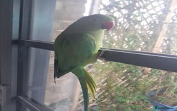 Ringnecks birds for sale:  Ringneck parrot with 2 of his toys and his cage  - Image 3