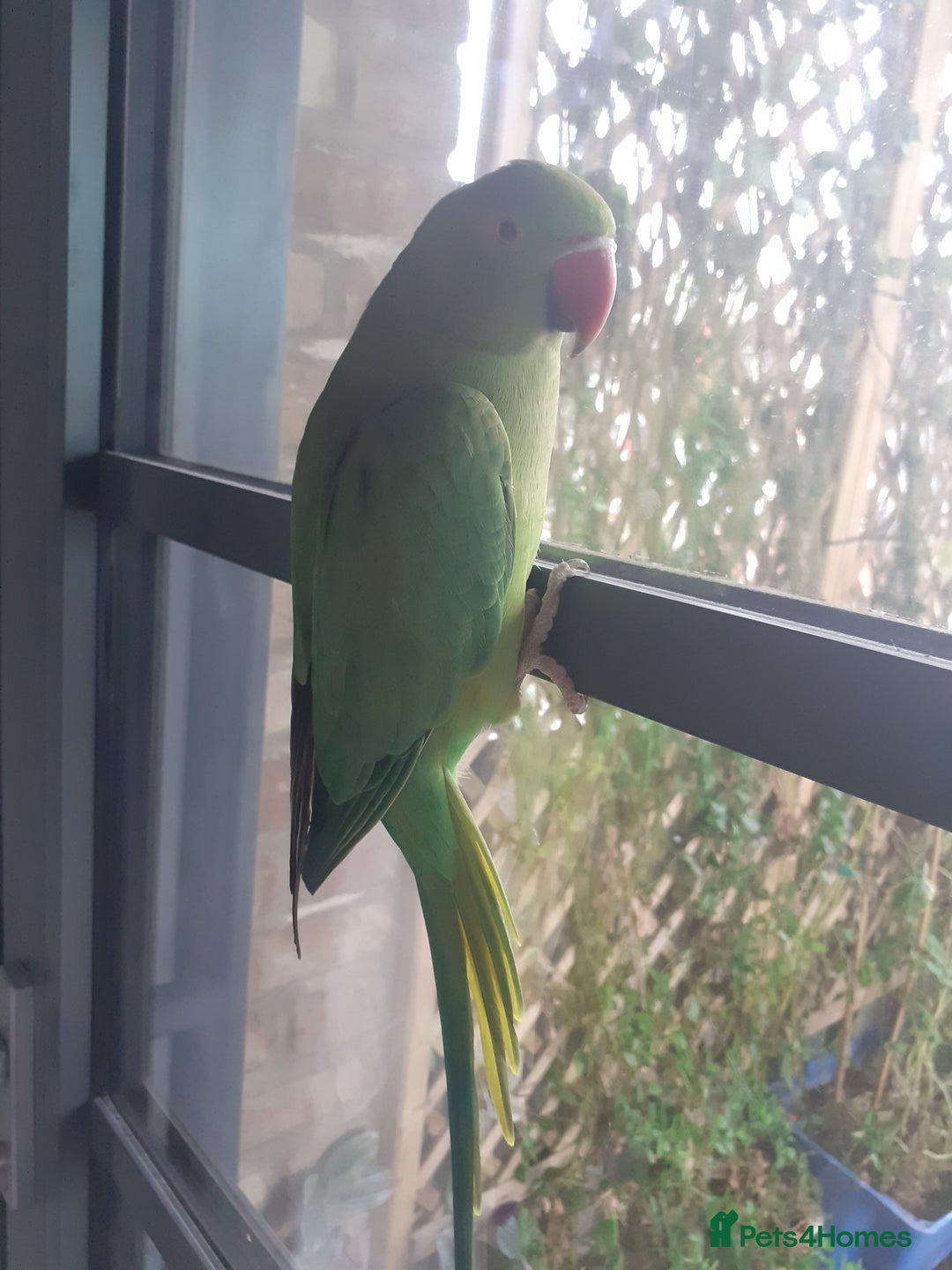 Ringnecks birds for sale:  Ringneck parrot with 2 of his toys and his cage  - Image 3