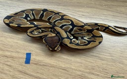 Python Snake reptiles for sale: Ball pythons - Advert 1