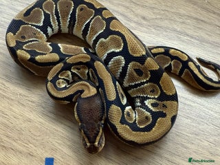 Python Snake reptiles Ball pythons - Advert 3