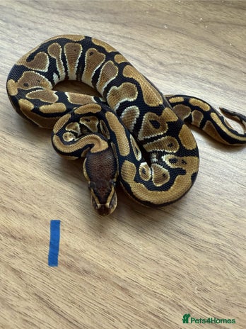 Python Snake reptiles Ball pythons - Advert 1