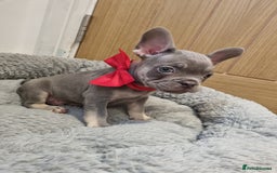 French Bulldog dogs for sale: Quality french bulldogs available to leave 🐾 - Image 39