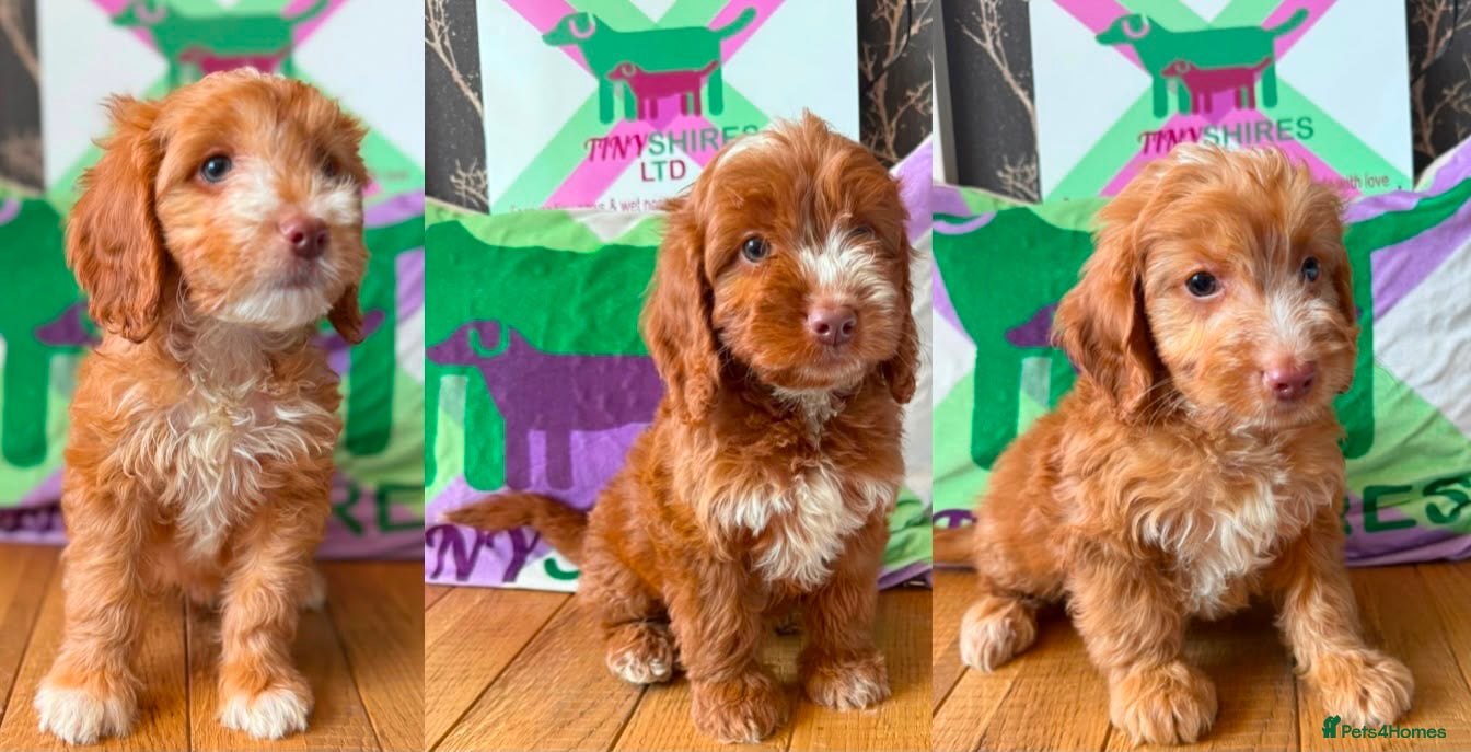 Cockapoo dogs F1 Apricots and fox reds mini cockapoos 30 dna clr - Advert 2