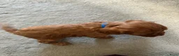 Cavalier King Charles Spaniel dogs for sale: Beautiful Cavalier King Charles Spaniel Puppies in Coventry - Advert 12
