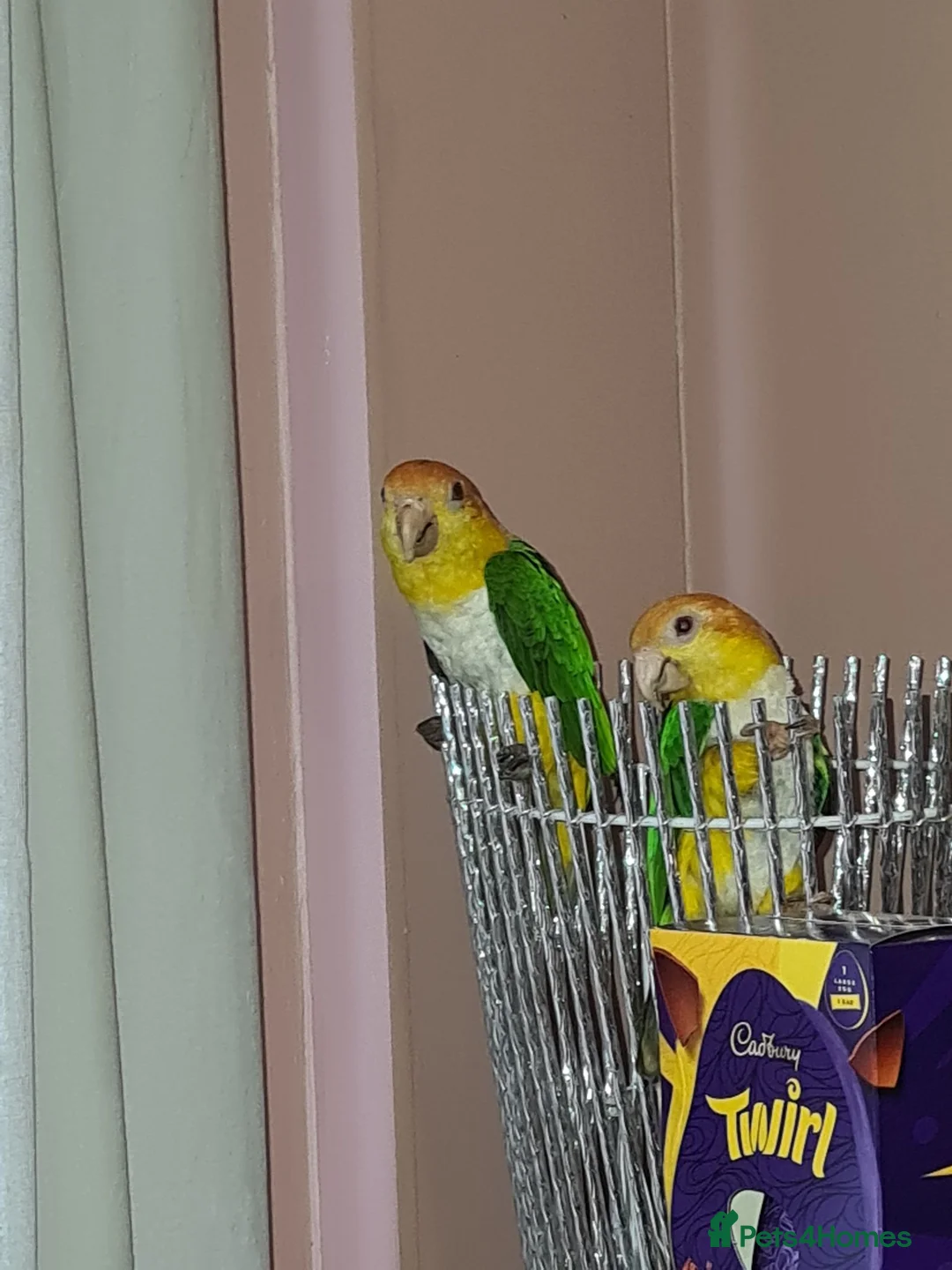 Parakeets birds for sale: 2 Caique Parrots one Male & one female. in Caerphilly - Advert 2