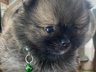 Pomeranian dogs - Advert 2