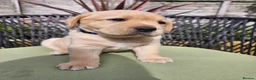 Labrador Retriever dogs for sale: Golden Labrador Puppies - Advert 17