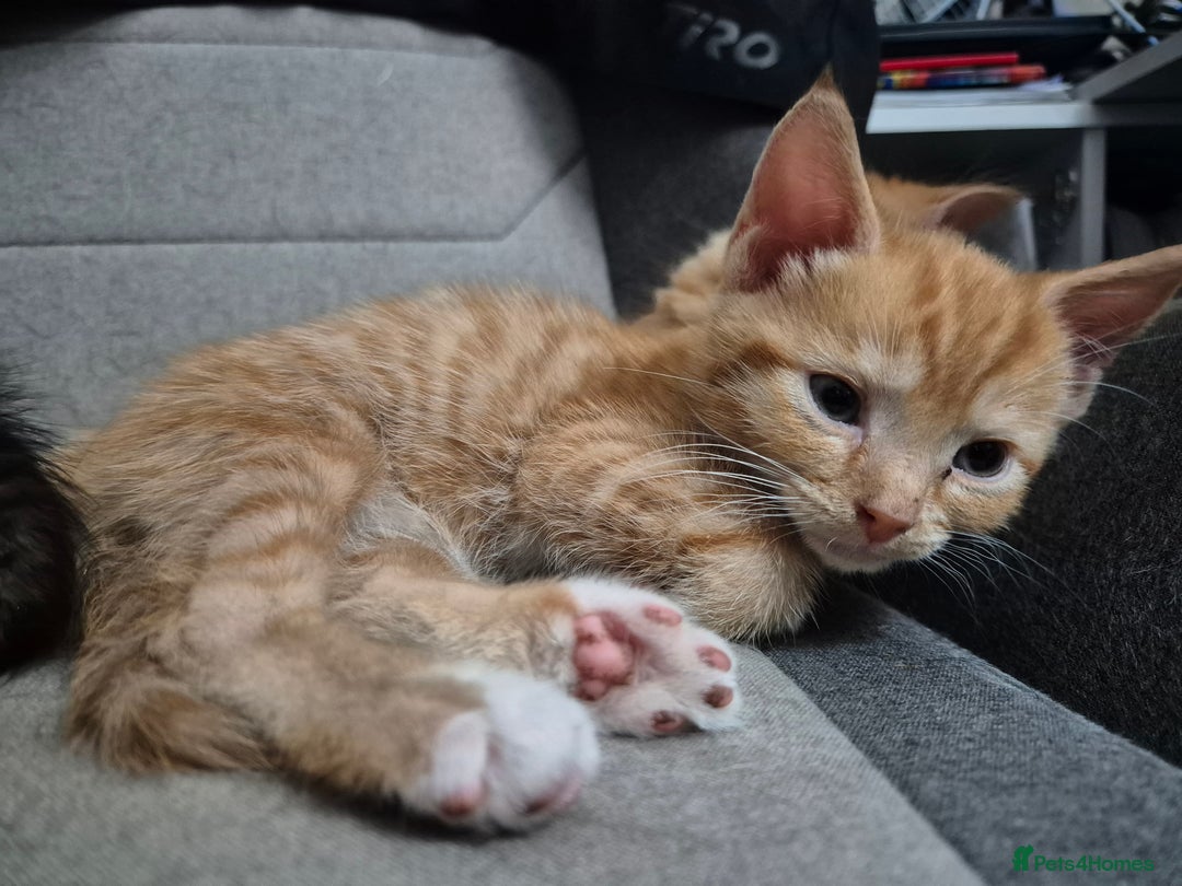 Domestic Shorthair cats for sale: Kittens for sale - Image 7