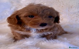 Maltipoo dogs for sale: OUTSTANDING QUALITY F1B MALTIPOO PUPPIES READY! - Image 5
