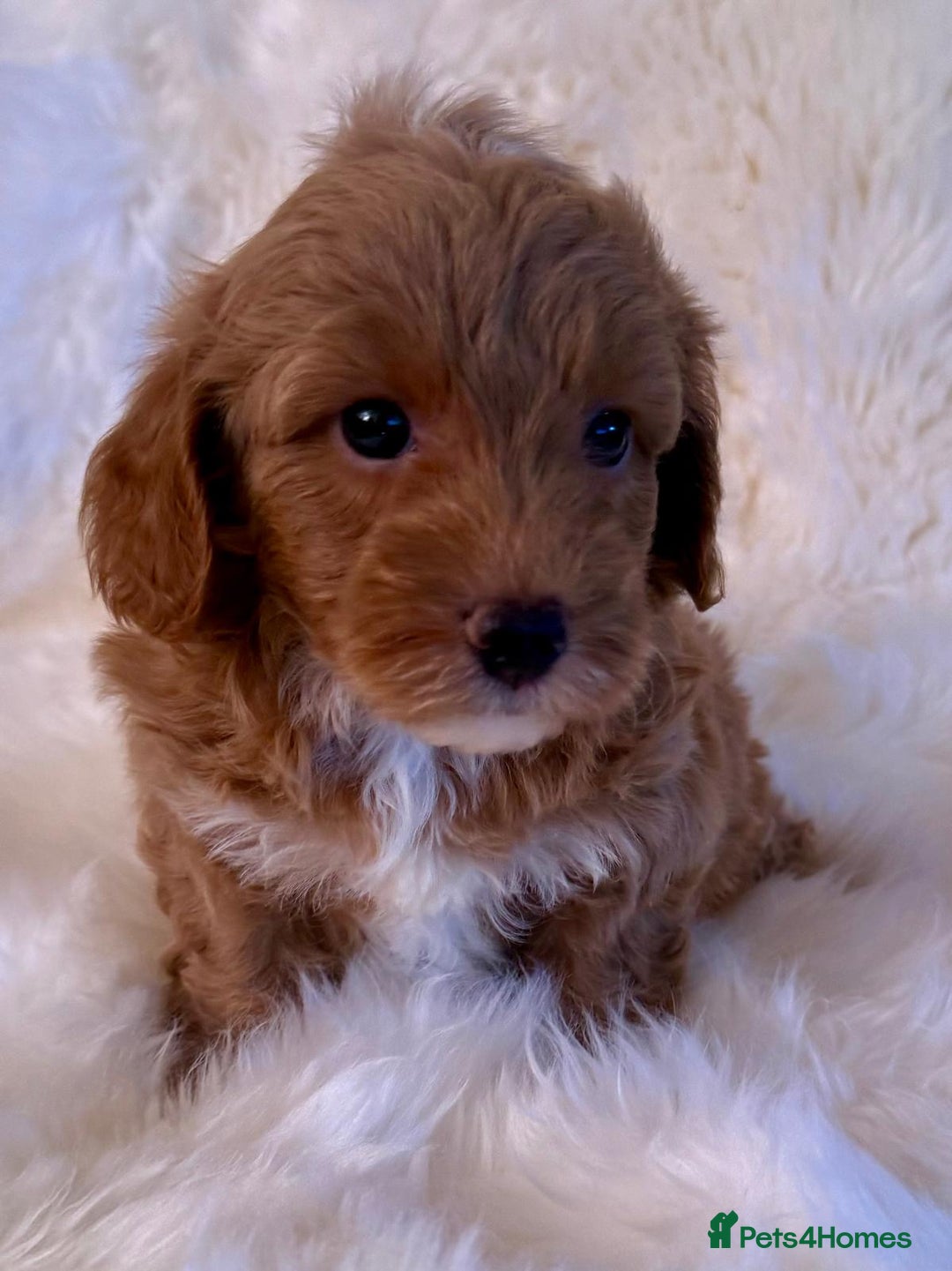Maltipoo dogs for sale: OUTSTANDING QUALITY F1B MALTIPOO PUPPIES READY! - Image 5