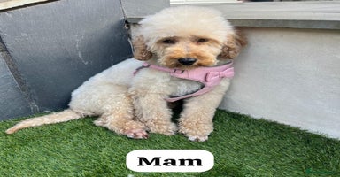 Cockapoo dogs - Advert 12