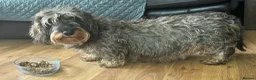 Dachshund dogs for sale: Stunning Kc standard wirehaired  - Advert 1