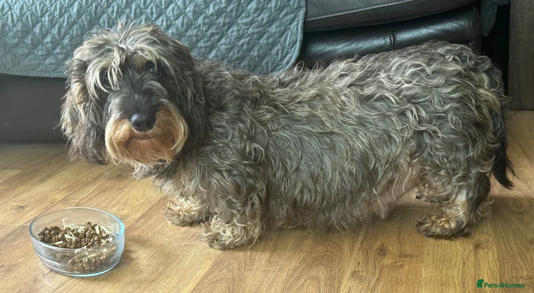 Dachshund dogs for sale: Stunning Kc standard wirehaired  - Advert 1