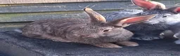Continental Giant rabbits for sale: Continentals ready now - Advert 3