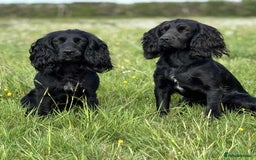 Cocker Spaniel dogs for stud: Champion Bred KC reg Health tested working Cocker - Image 8