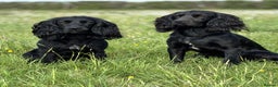 Cocker Spaniel dogs for stud: FTAW Champion Bred KC reg working Cocker - Advert 2
